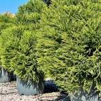 Kryptomeria japonská (Cryptomeria japonica) ´GLOBOSA NANA´ - výška 100-120 cm, ⌀ rastliny 70-100 cm, kont. C45L